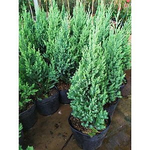 Cây Sơn Tùng - cây cảnh để trong nhà + Tặng phân bón cho cây mau lớn