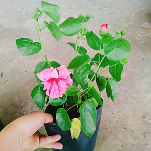 Cây Hoa Dâm Bụt Hồng - cây cảnh vườn + Tặng phân bón cho cây mau lớn