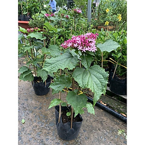 Cây trang thơm - cây cảnh để trong nhà + tặng phân bón cho cây