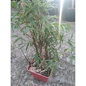 Cây Trúc Quan Âm - Trúc Phật Bà - Cây trúc đùi gà - cây tre đùi ếch