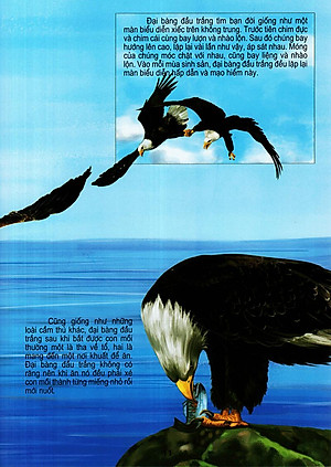 Sách Thế Giới Động Vật Kì Thú - Thế Giới Loài Chim