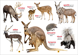 Từ Điển Bằng Tranh - Thế Giới Động Vật (Tái Bản)