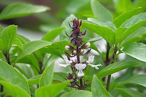 Hạt giống rau quế - húng quế - É Quế gói 5g VTS98