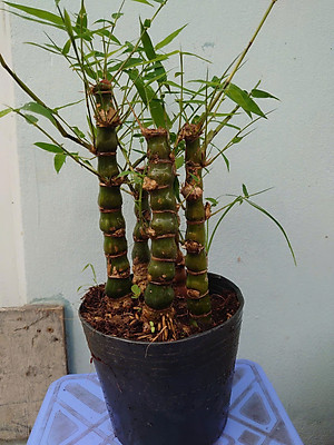 Cây Trúc Quan Âm - Trúc Phật Bà - Cây trúc đùi gà - cây tre đùi ếch