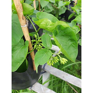 Dây Thiên Lý .... siêu hoa... thơm nứt mũi - cây cảnh vườn