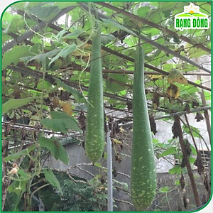 Hạt Giống Bầu Sao Lai F1 Trái Dài, Siêu Đậu Trái, Dễ Trồng - Hạt giống Rạng Đông