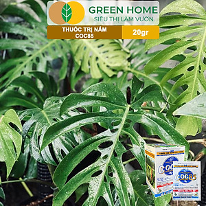 Thuốc Trị Nấm Cây Trồng Greenhome, Coc85 Wp, Gói 20gr, Trừ Đốm Lá Cho Hoa Hồng, Nấm Trên Kiểng Lá, Cây Cảnh, Cây Ăn Quả