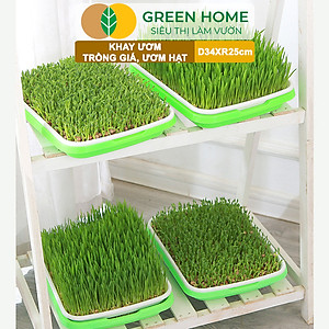 Khay Trồng Rau Greenhome, D34xR25xC5cm, Nhựa Nguyên Sinh, An Toàn, Chuyên Trồng Giá, Rau Mầm Tại Nhà, Không Cần Đất