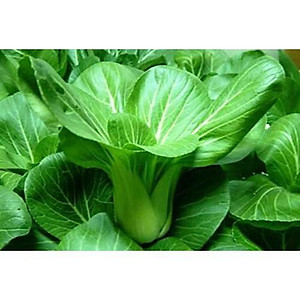 Hạt Giống Cải Thìa ( Cải Bẹ Lớn - Cải Chíp ) 20Gr- Trồng Rau Xanh Rau Sạch Bằng Đất Sạch, Mùn Dừa Và Phân Hữu Cơ - Phú Nông