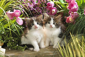 Bộ tranh xếp hình 150 mảnh – Miu Con 