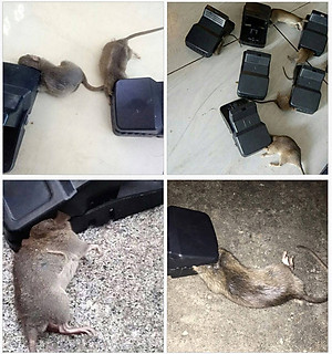 Bẫy Chuột Thông Minh Thế Hệ Mới Lò Xo Đàn Hồi Độ Nhạy Cao, Kẹp Bẫy Chuột Siêu Nhạy Siêu Hiệu Quả