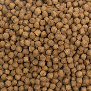 [5KG ]- Thức ăn cho chó TODAY'S DINNER nhập khẩu Hàn Quốc