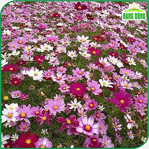 Hạt Giống Hoa Sao Nhái Nhiều Màu, Dễ Trồng, Hoa Ra Liên Tục