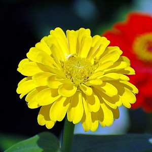 Hạt Giống Hoa Cúc Lá Nhám Vàng Chanh Gói 1gram Sen Vàng