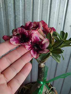 Cây Sứ Thái Kép Hoa Tím - cây cảnh để trong nhà + tặng phân bón cho cây