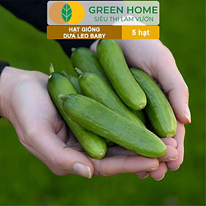 Hạt Giống Dưa Leo Baby Greenhome, Gói 5 Hạt, Trái Suôn Dạng Chùm Giòn Ngọt, Dễ Trồng Quanh Năm, Năng Suất Cao T01