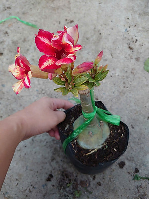 Cây Hoa Sứ Thái Ghép (giao màu ngẫu nhiên)