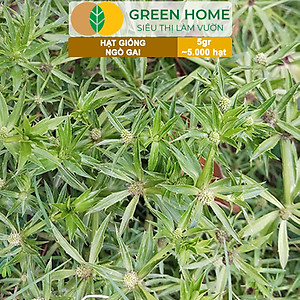 Hạt Giống Ngò Gai Greenhome, Gói 5gr~5000 hạt, Mùi Tàu, Dễ Trồng Quanh Năm, Nảy Mầm Cao, Thu Hoạch Nhanh, Năng Suất Cao G08