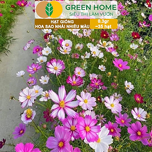 Hạt Giống Hoa Sao Nhái Mix Greenhome, Gói 0,3gr~35 hạt, Sai Hoa, Màu Rực Rỡ, Dễ Trồng Quanh Năm, Nảy Mầm Cao H13