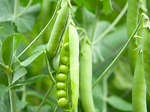 Hạt Giống Đậu Hà Lan 50 Gram Rạng Đông