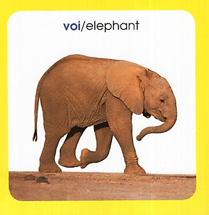 Từ Điển Hình Ảnh Cho Bé: Động Vật (Tái Bản 2019)