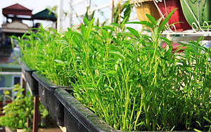 Gói 100gram Hạt Giống Rau Muống Lá Tre Rạng Đông