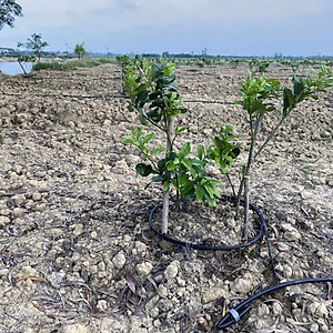  Phân bón hòa tan Isarel 13-40-13+Te không bị lắng cặn trong nước dùng qua hệ thống tưới nhỏ giọt hay tưới phun sương giúp xử lý ra hoa đồng loạt, kích thích ra hoa cho cây