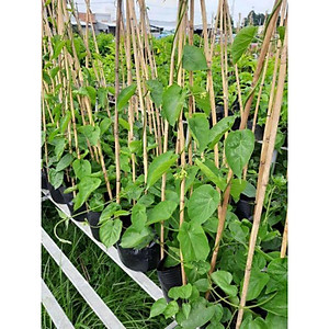 Dây Thiên Lý .... siêu hoa... thơm nứt mũi - cây cảnh vườn