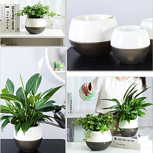 Chậu tự tưới MONROVIA I0 dành cho hoa, cây cảnh, trang trí nhà cửa, văn phòng