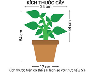 Cây Trầu Bà Khía