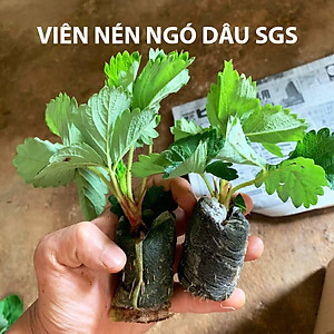 Viên Nén Xơ Dừa Trồng Ngó Dâu Thông Minh SGS (set 100 viên) đã bao gồm phân bón hữu cơ cho cây phát triển tốt trong 30 ngày