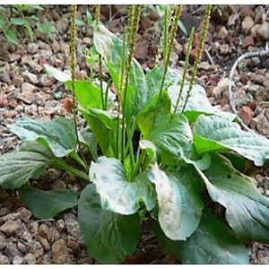 cây mã đề phơi khô túi 1kg