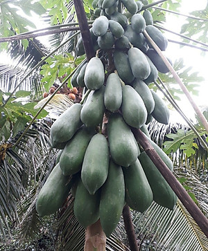 Hạt giống đu đủ ruột đỏ F1 siêu trái thơm ngọt VTP65