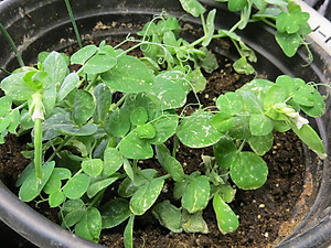 Hạt Giống Đậu Hà Lan 50 Gram Rạng Đông