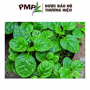 Hạt Giống Rau Mồng Tơi PMP 10g
