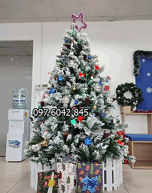 Cây thông noel phủ tuyết cao 1m8 - Cây loại 3 lá dày tán rộng