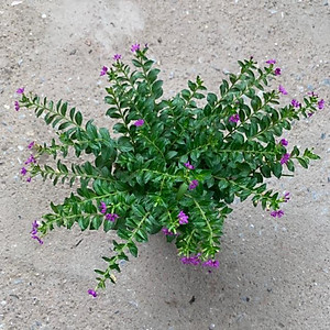  Cây cẩm tú mai nhiều thân nhánh xum xuê phù hợp trồng trang trí  cảnh quan, sân vườn và công viên