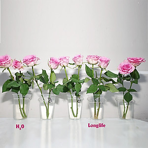 Dinh Dưỡng Giữ Hoa Hồng cắm bình Lâu Tàn - Food For Cut Flowers (Set 50 gói loại 5gr) giúp hoa luôn tươi mớ, cứng cáp gấp 2 lần và trong 14 ngày không thối nước hay cắt tỉa gốc hoa, nhập khẩu Israel