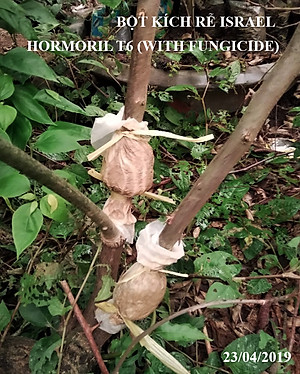 Bột Kích Ra Rễ Israel cho cây Thân Gỗ Hormoril T6 (T with Fungicide)