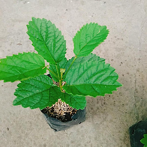 Cây Hoa Đại Cát - cây cảnh đẹp + tặng phân bón cho cây