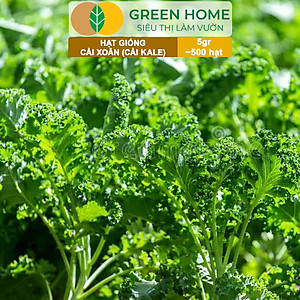 Hạt Giống Cải Xoăn Kale Greenhome, Gói 5g, Dễ Trồng Quanh Năm, Nảy Mầm Cao, Thu Hoạch Nhanh, Năng Suất Cao R16