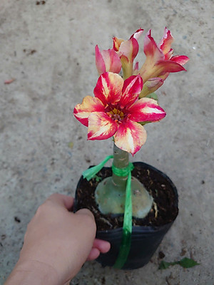 Cây Hoa Sứ Thái Ghép (giao màu ngẫu nhiên)