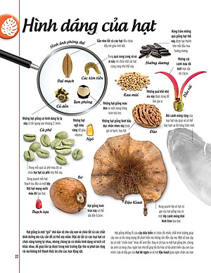 Bách Khoa Thư Về Thế Giới Thực Vật - Cây, Lá, Hoa Và Hạt