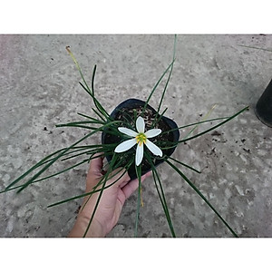 Cây huệ mưa (trắng) - cây cảnh vườn + tặng phân bón cho cây