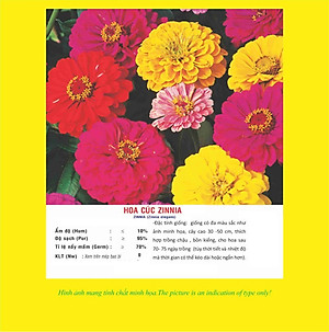 Hạt giống hoa cúc ngũ sắc Zinnia VTP73