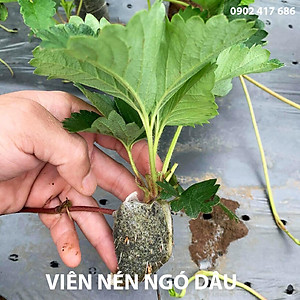 Viên Nén Xơ Dừa Trồng Ngó Dâu Thông Minh SGS (set 100 viên) đã bao gồm phân bón hữu cơ cho cây phát triển tốt trong 30 ngày