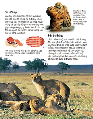 Sách Bách Khoa Tri Thức Về Khám Phá Thế Giới Cho Trẻ Em - Các Loài Mèo Lớn (Tái Bản 2018)