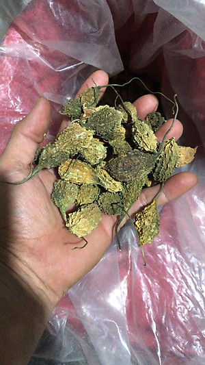 Đặc Sản Kon Tum - Khổ qua rừng nguyên trái hỗ trợ tiểu đường hiệu quả - OCOP 3 Sao