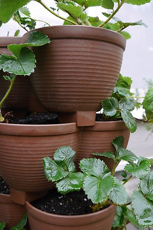 Chậu nhựa trồng cây cảnh 03 khoang Yamada 4L - Nhập khẩu trực tiếp từ Nhật Bản