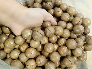 Hạt Macca Úc nứt vỏ (hũ 500gr)